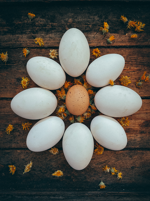 Farm fresh goose eggs - Pasture raised